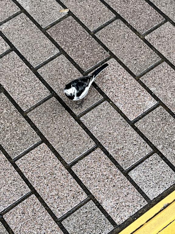 熊本 ソープランド「メンバーズエンゼル」在籍あずささんの投稿写メ日記