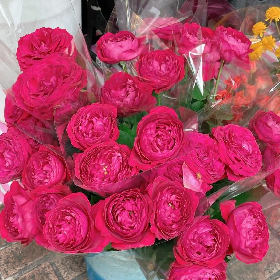 熊本 ソープランド「メンバーズエンゼル」在籍みおさんの投稿写メ日記