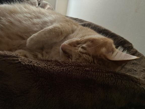 熊本 ソープランド「メンバーズエンゼル」在籍ユメさんの投稿写メ日記